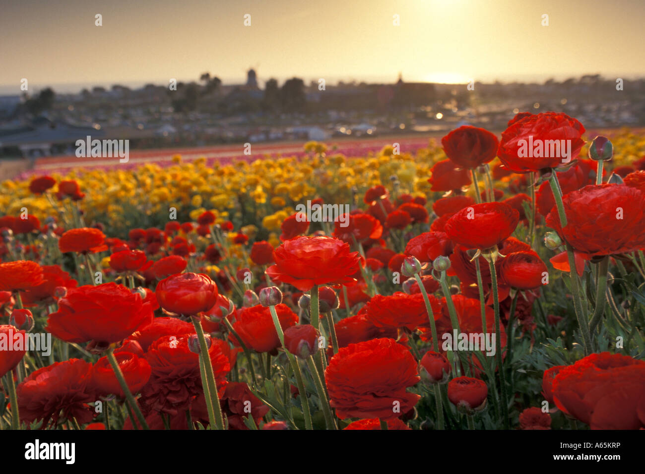 Rows of colored flowers bloom in spring at the Carlsbad Flower Fields