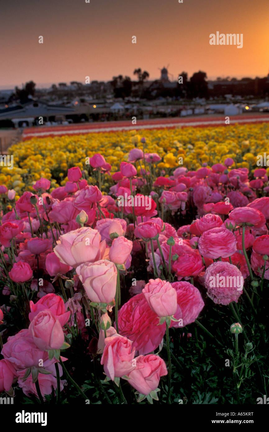 Rows Of Colored Flowers Bloom In Spring At The Carlsbad Flower Fields Stock Photo Alamy