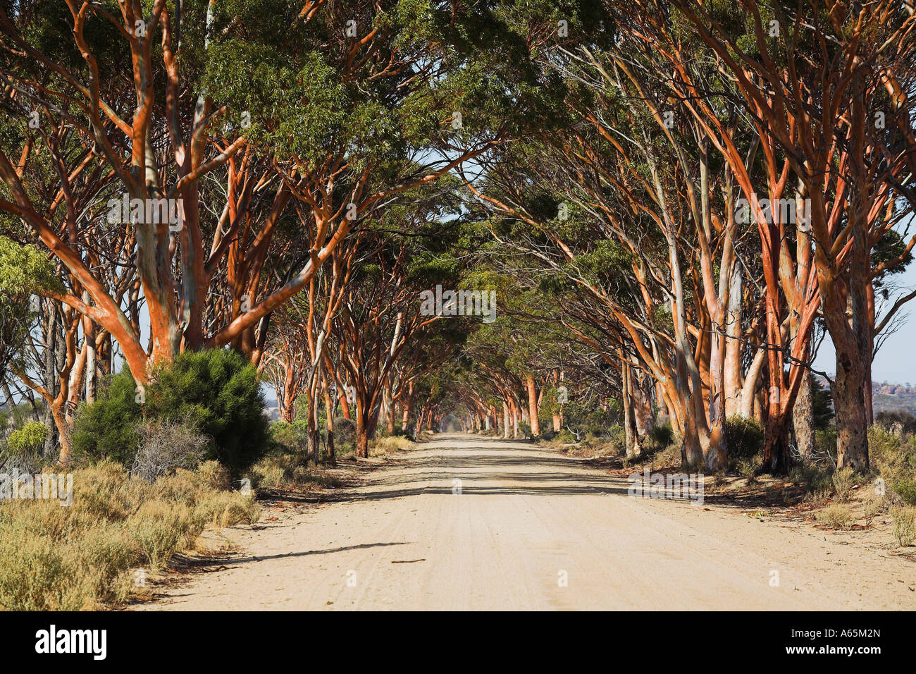 Western Australian Gimlet (Eucalyptus Salubris) trees forming a tunnel over gravel road near Kellerberrin town in the Wheatbelt Stock Photo