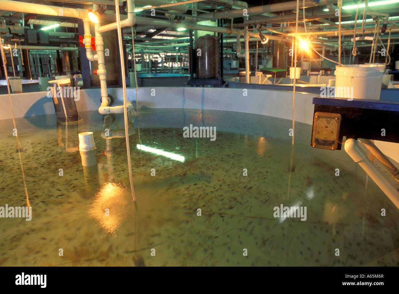 Baby White Sea Bass in hatchery tank Scripps Seaworld Research