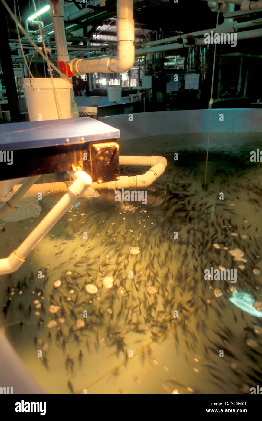 Baby White Sea Bass in hatchery tank Scripps Seaworld Research