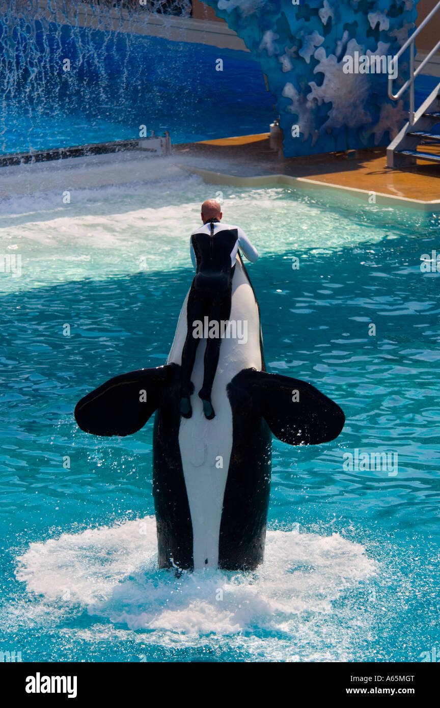 Killer Whale orcinus orca jumping out of water while performing tricks