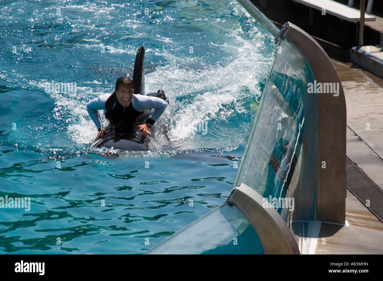 Trainer riding Killer Whale orcinus orca while performing tricks during
