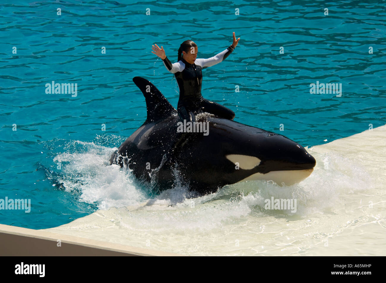 Trainer riding Killer Whale orcinus orca while performing tricks Stock