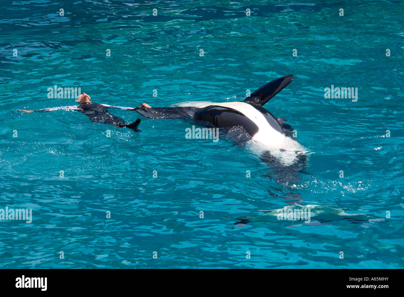 Trainer swimming with Killer Whale orcinus orca while performing tricks during show at Sea World San Diego California Stock Photo