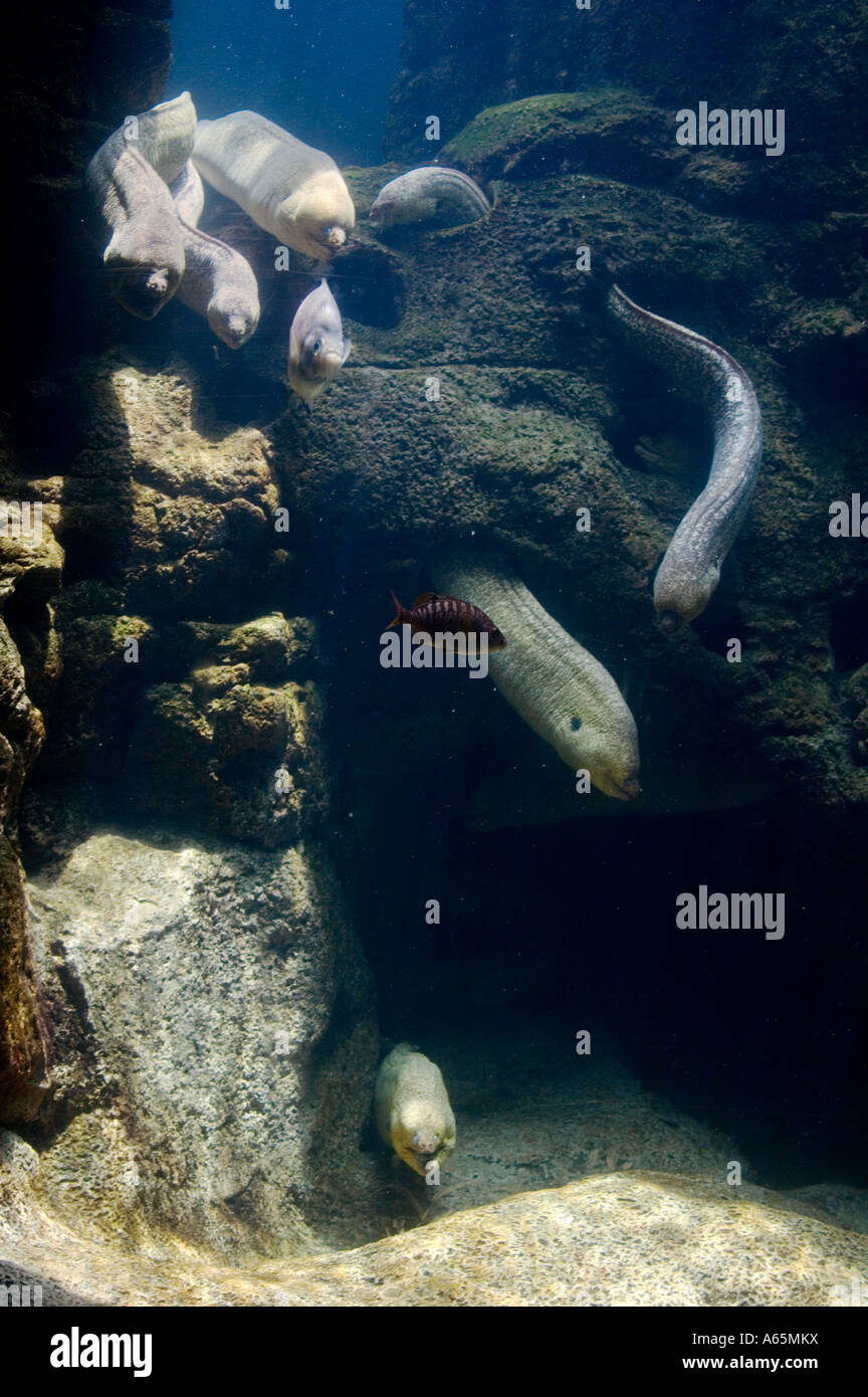 Moray Eels in the Forbidden Reef pool at Sea World near San Diego