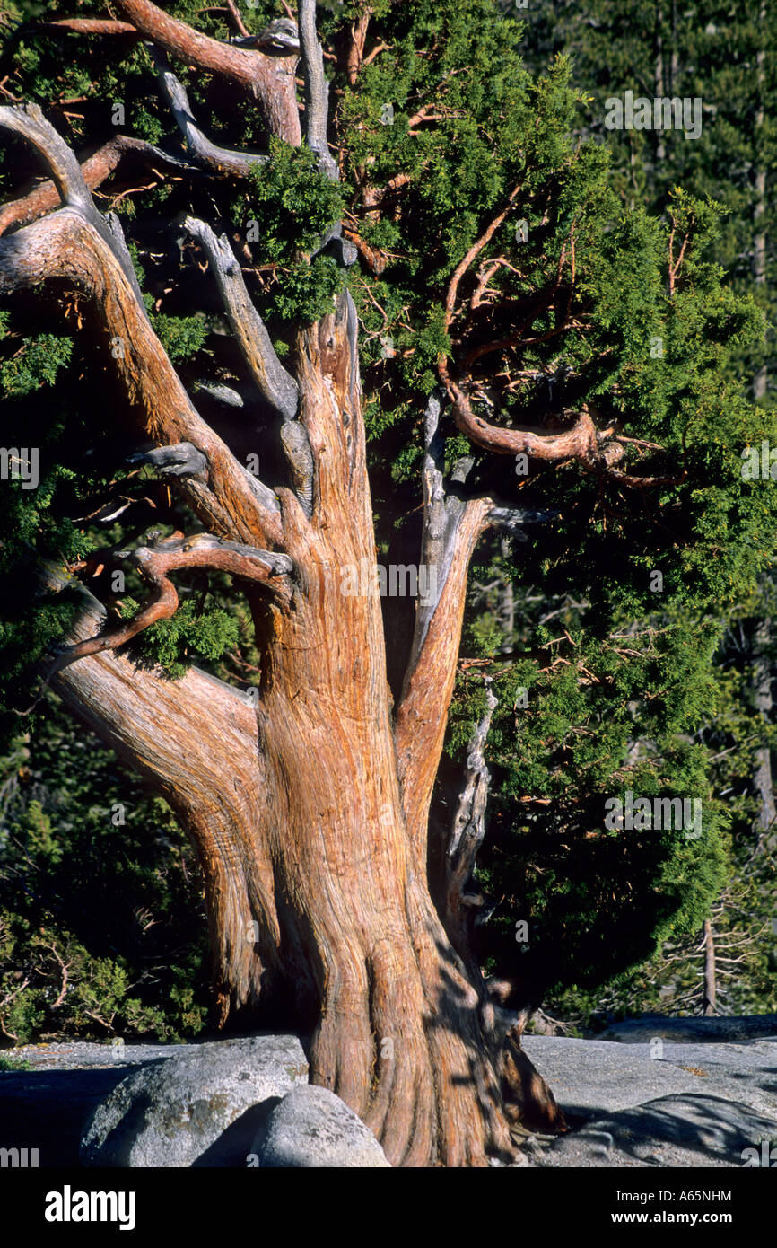 Jeffery Pine, Olmsted Point, Tioga Pass Road, Yosemite National Park, CALIFORNIA Stock Photo