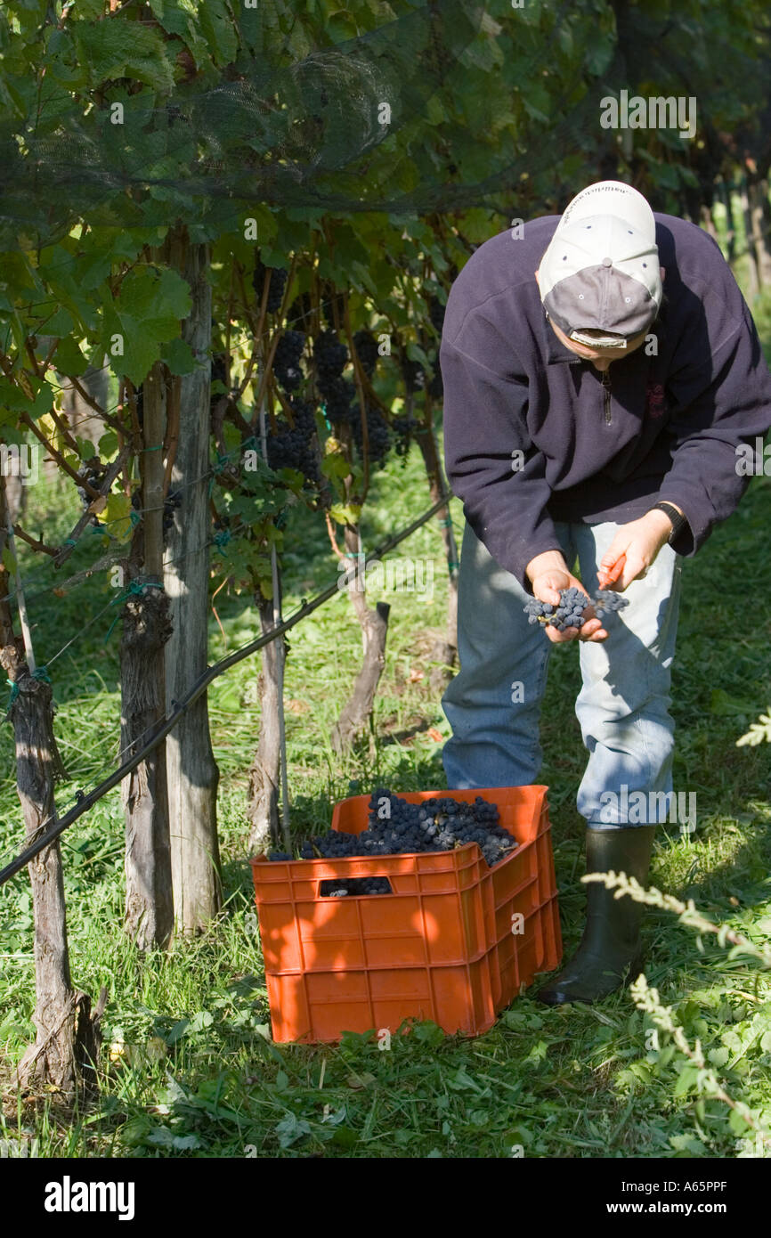 Pick grapes italian hires stock photography and images Alamy