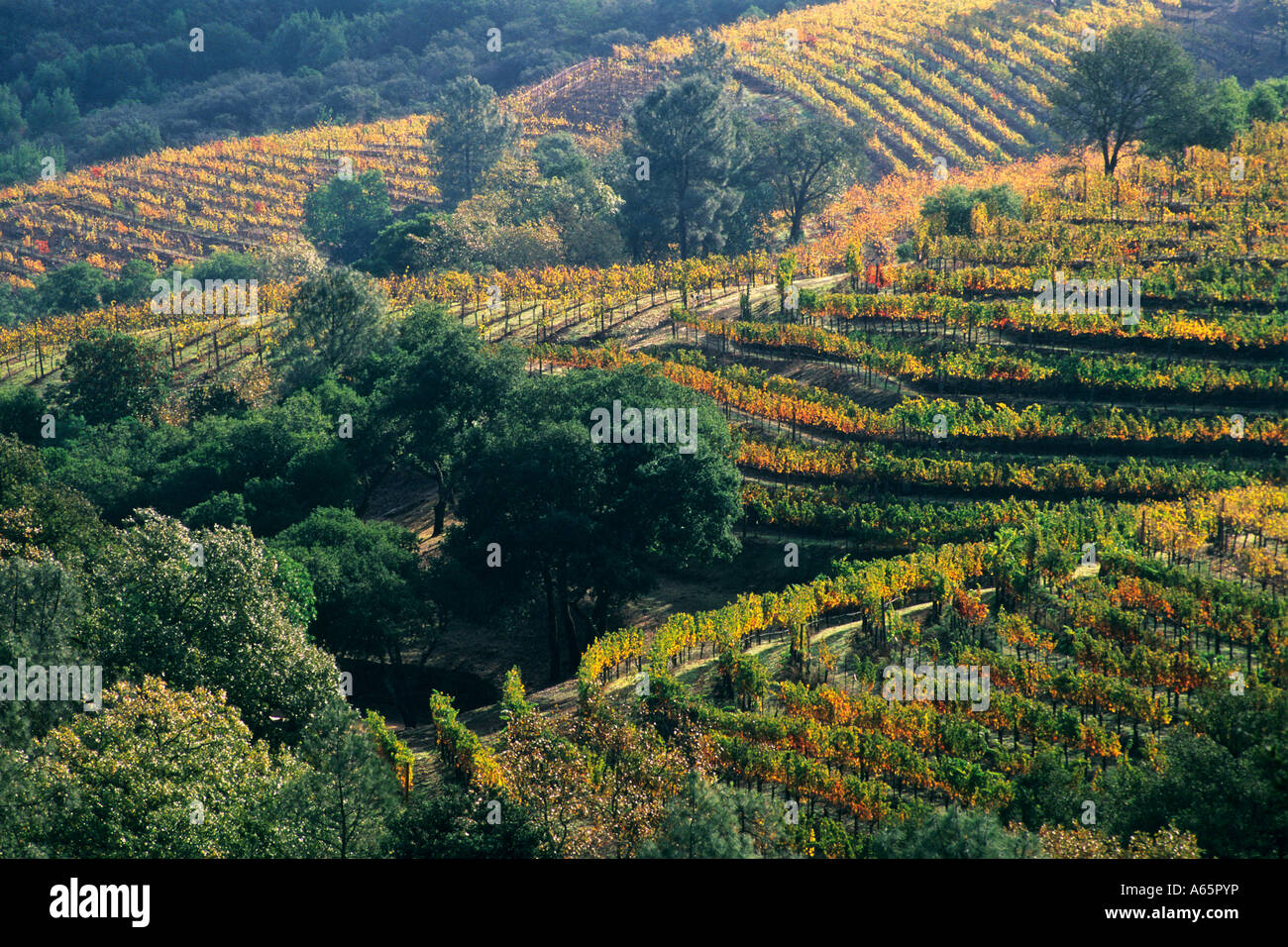 Vineyards at Kuleto Estate Winery above Highway 128 Napa County California Stock Photo Alamy