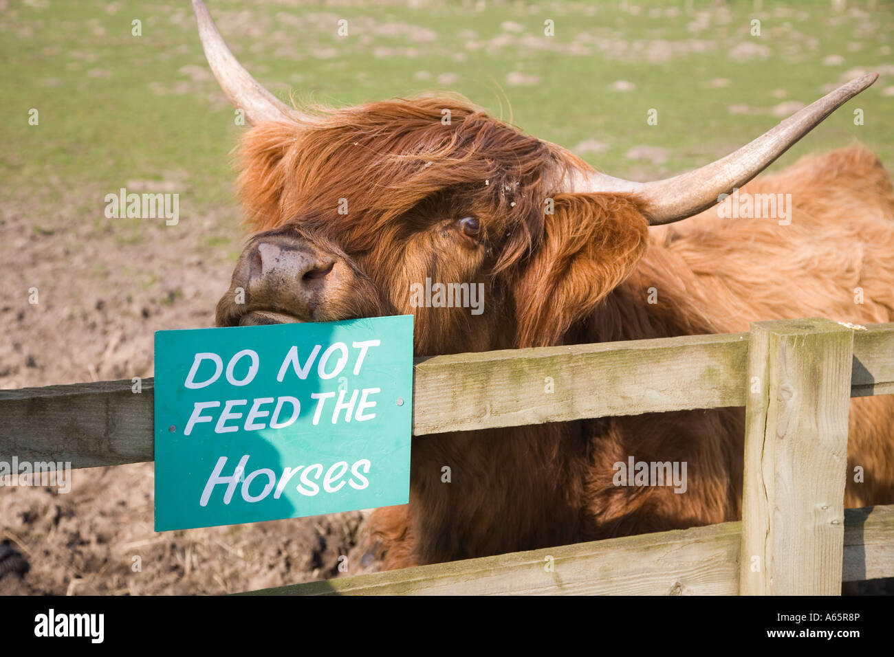'Please do not feed the Horses' funny misplaced sign being rubbed by