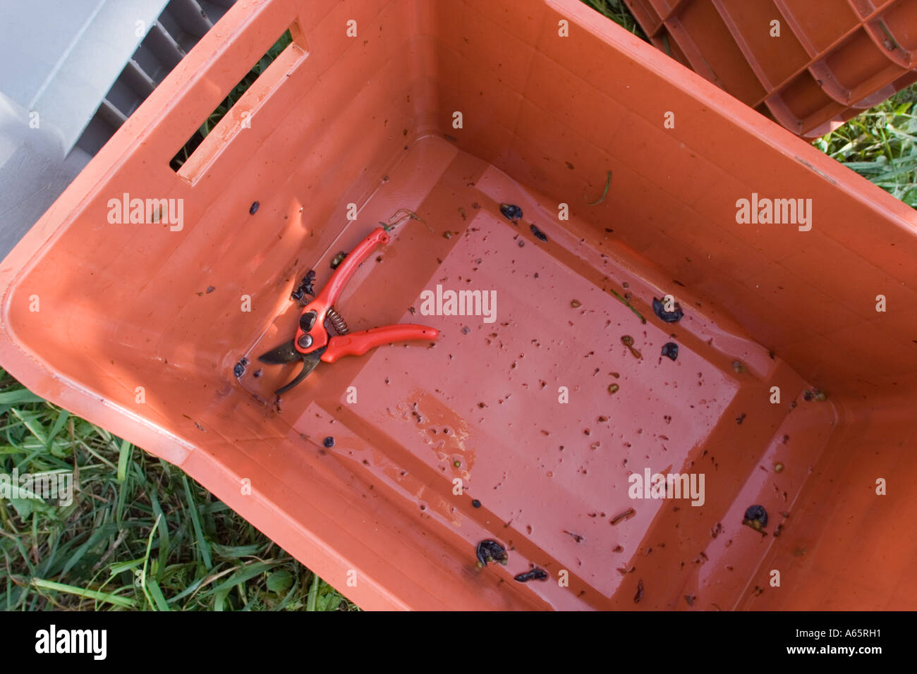 Empty box with secateurs for collecting grapes Stock Photo - Alamy