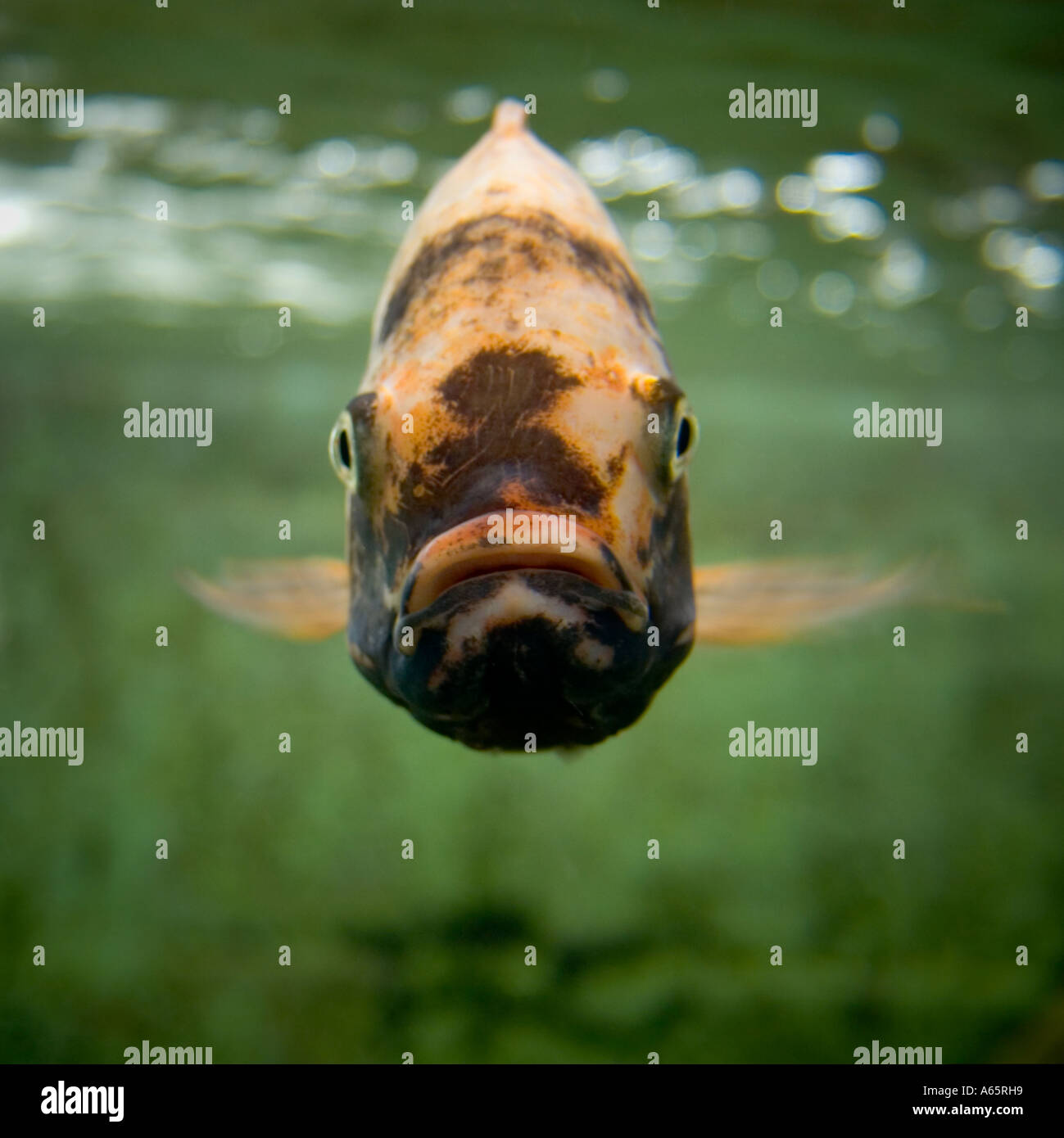 Big ugly fish face Stock Photo - Alamy
