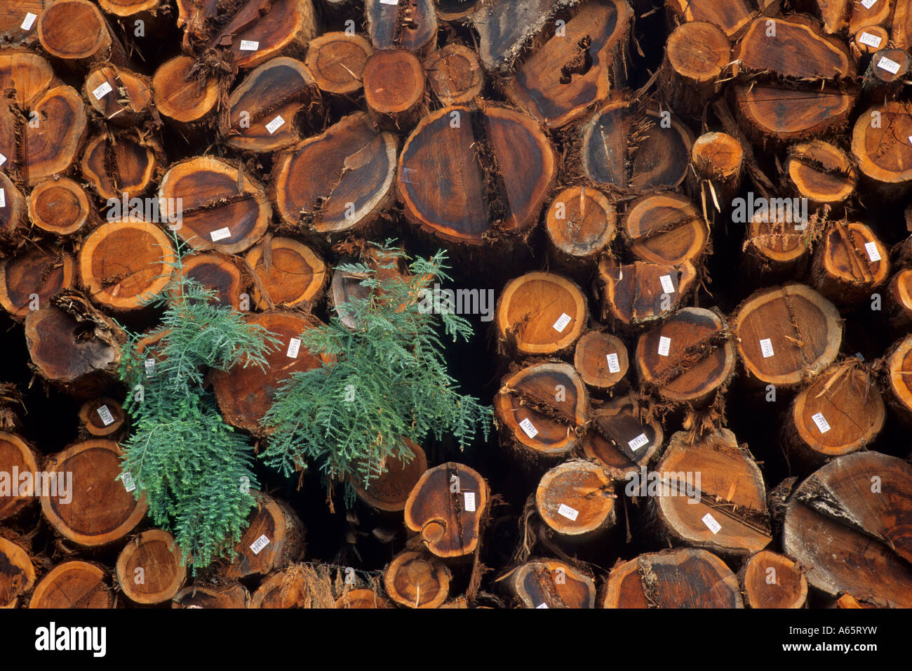 Cut redwood trees in stacked piles lumbermill near Cloverdale Sonoma County California Stock Photo