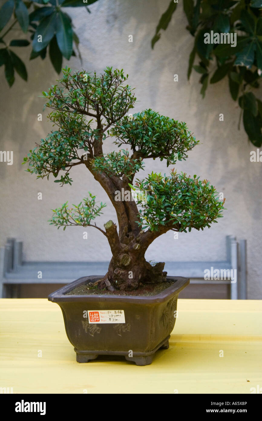 28 Year Old Bonsai Tree Stock Photo