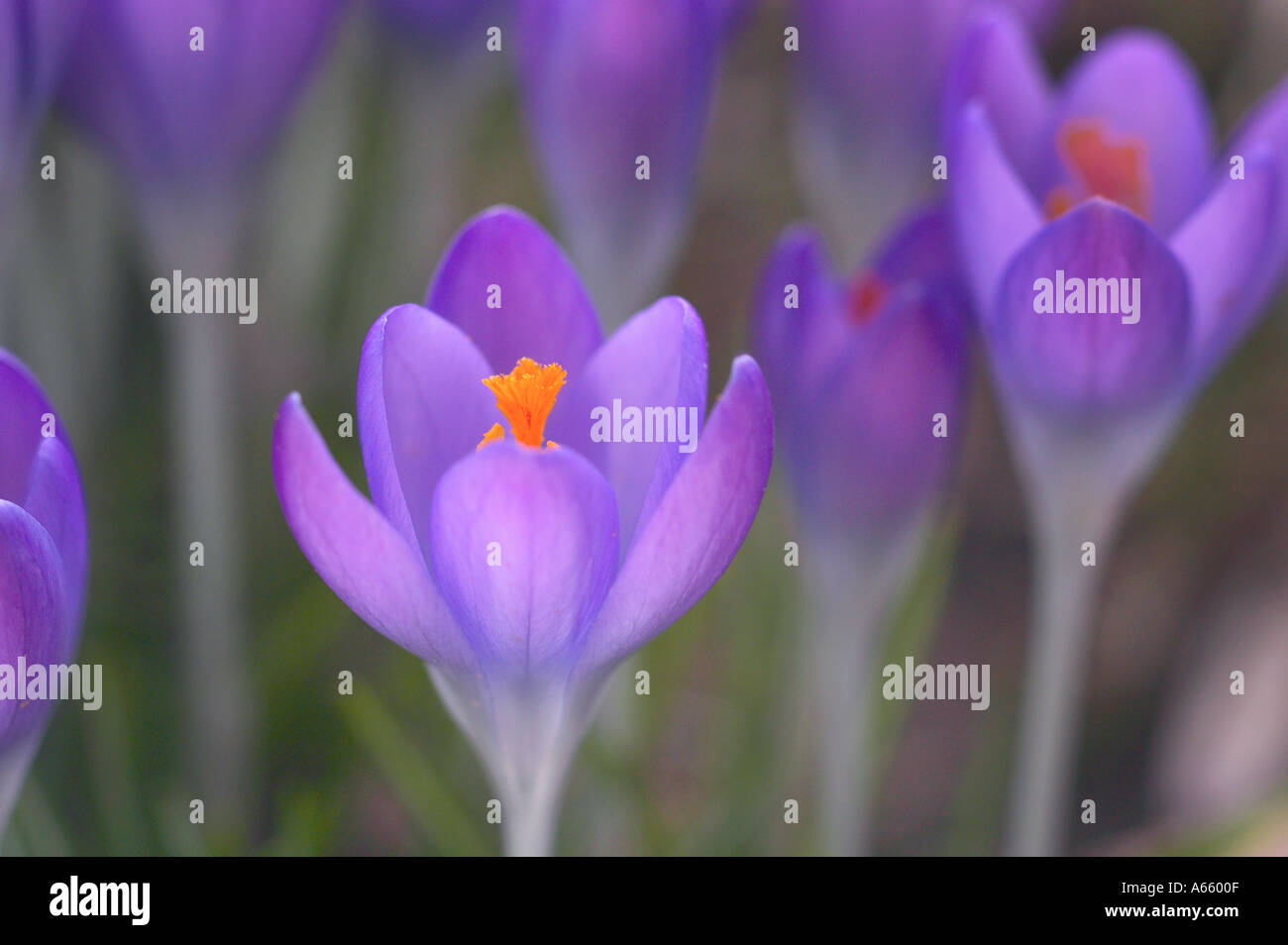 Crocus Flowers In The Spring Stock Photo