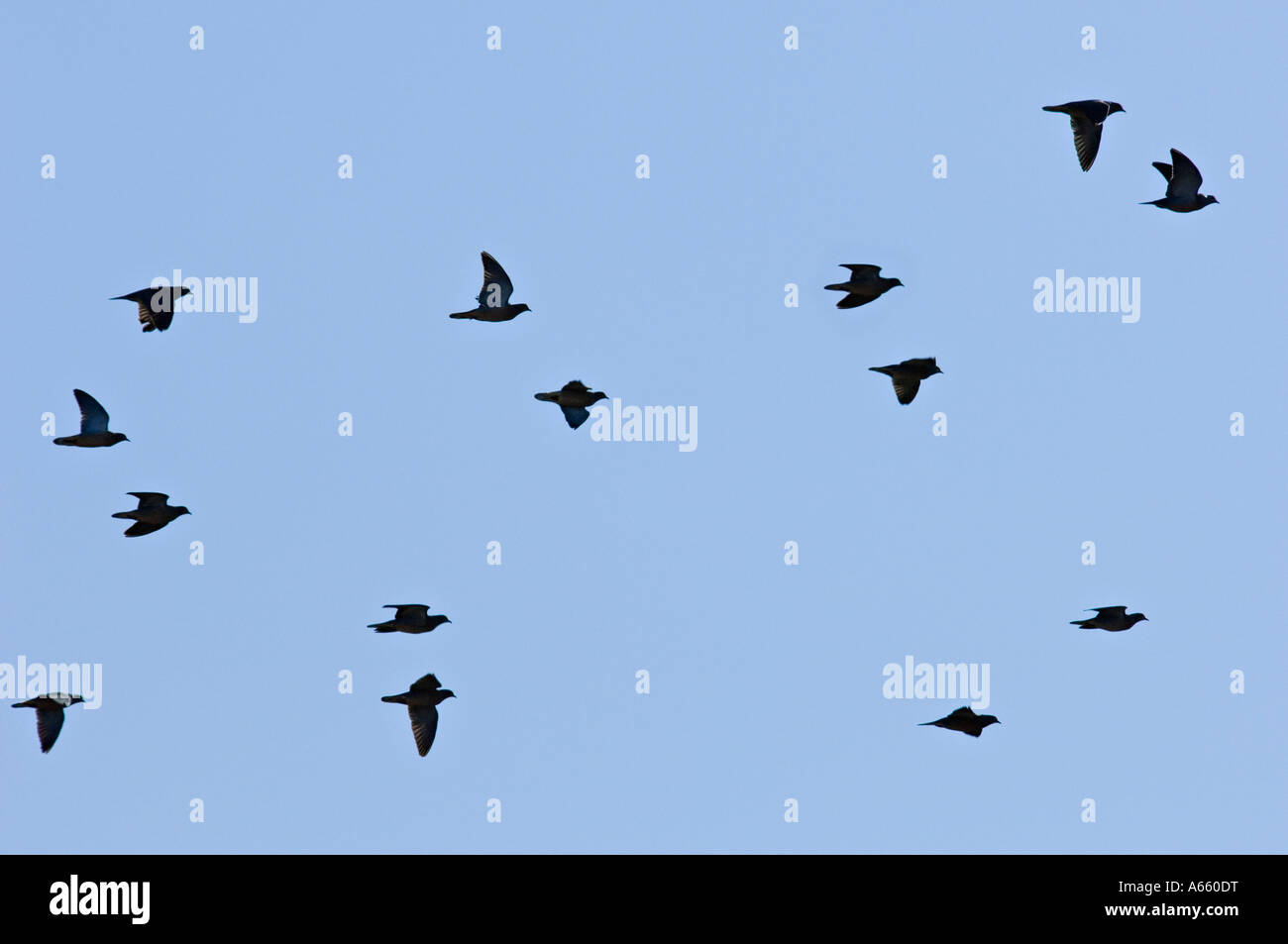 Fourteen Eared Doves in Flight Silhouetted against a Blue Sky Near Cordoba Argentina Stock Photo