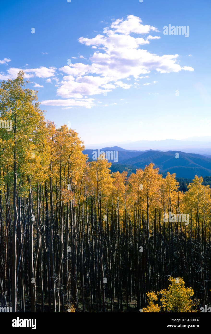 USA New Mexico Santa Fe Santa Fe National Forest Aspen Vista aspens changing in autumn Stock Photo