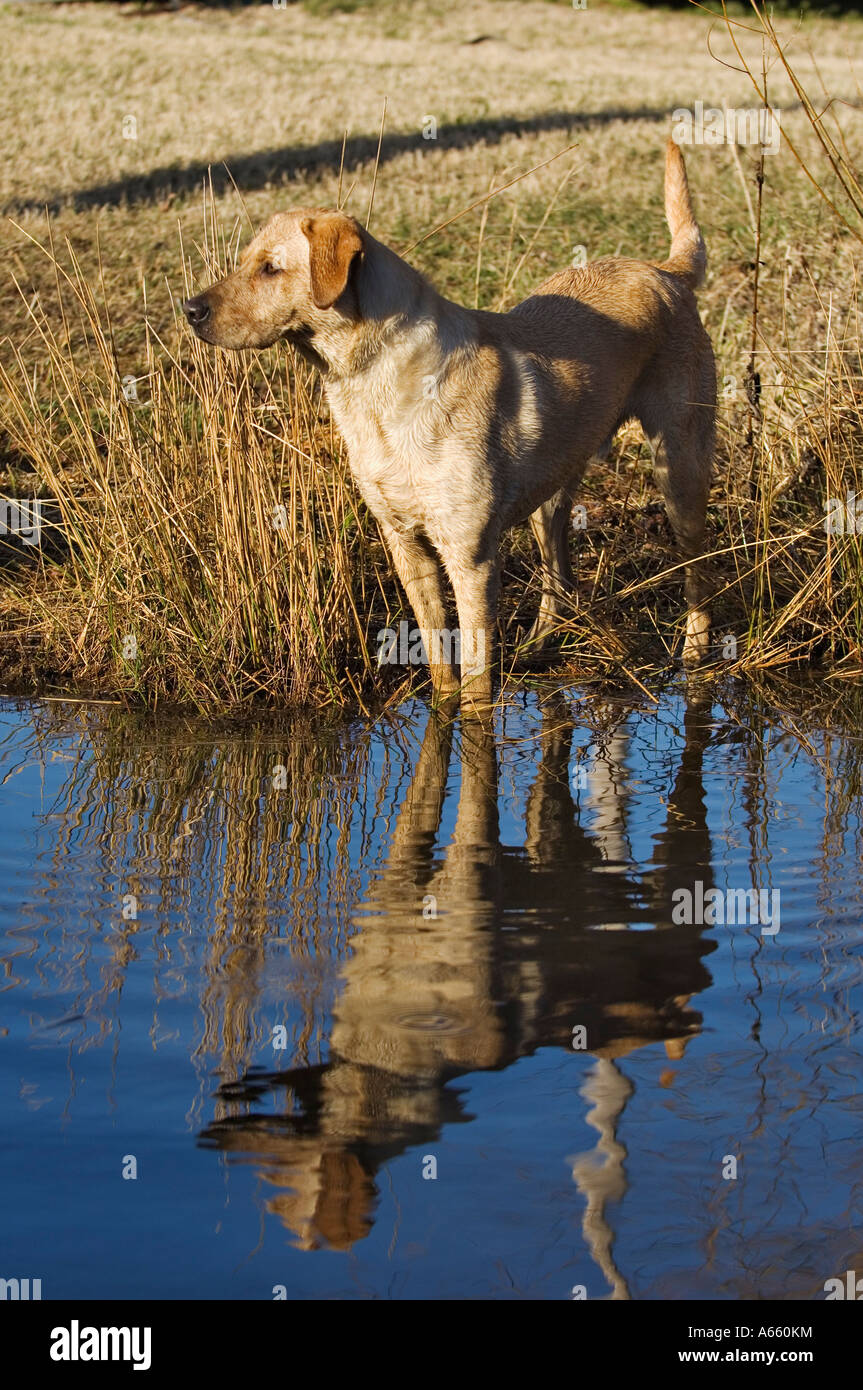 Alert Yellow Labrador Retriever Standing Beside Lake with Reflection Stock Photo