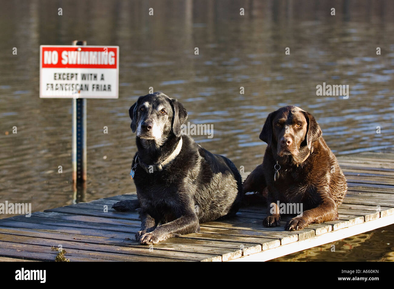 Two Labrador Retrievers Laying on Wet Dock on Lake with No Swimming Sign in the Background Stock Photo