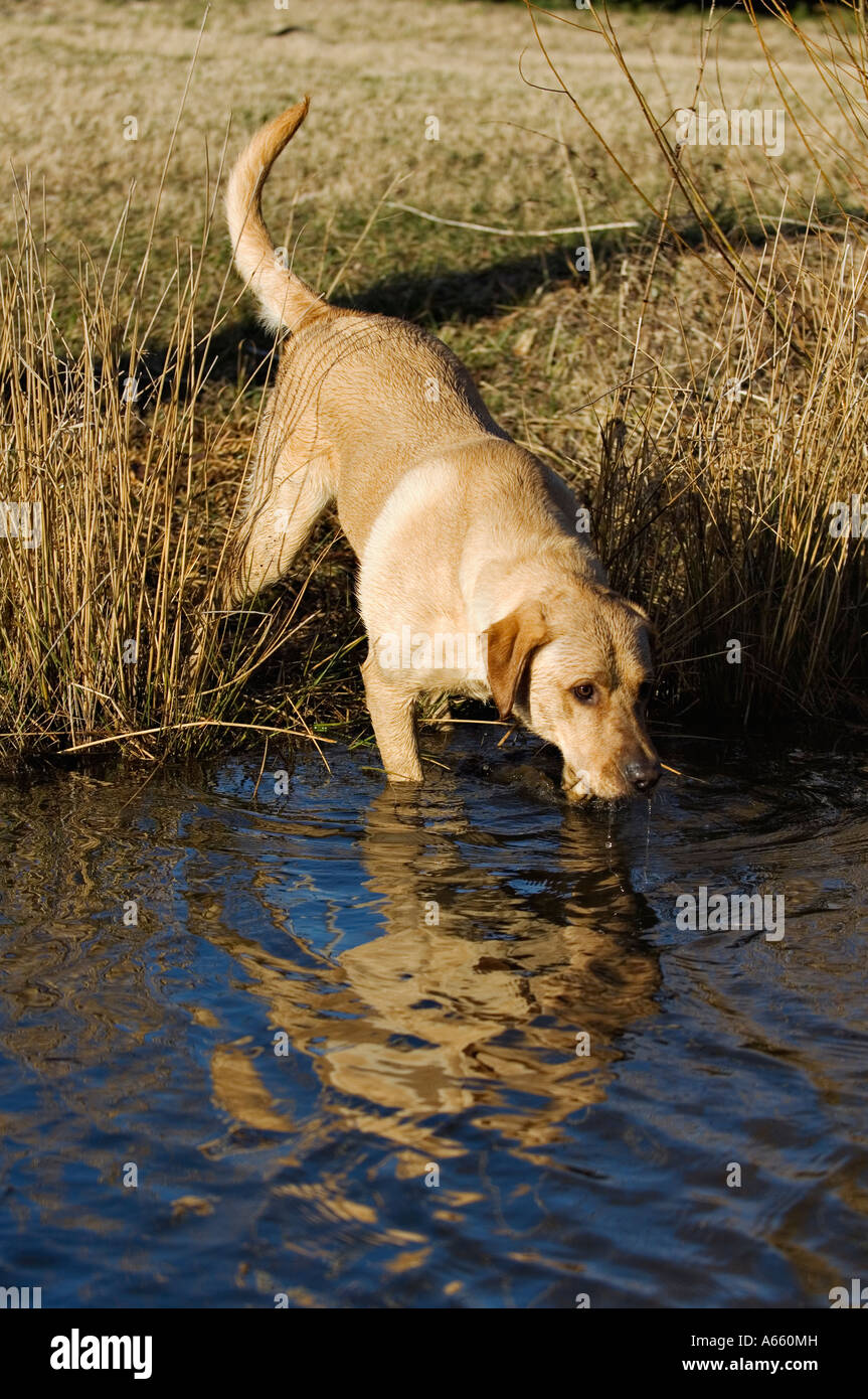 can dogs drink bore water