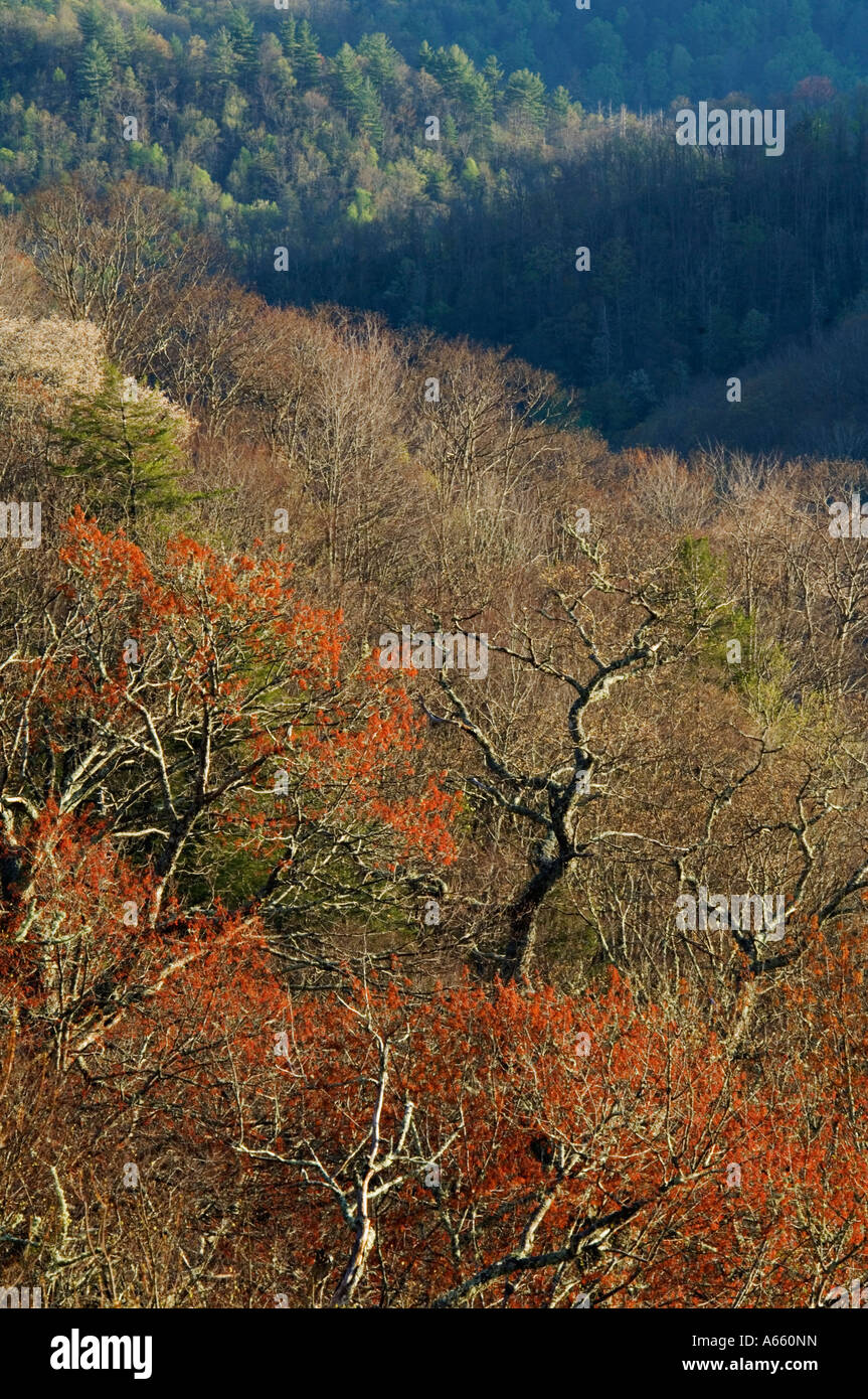 Trees Budding Out on Mountain Side in Spring Great Smoky Mountains National Park North Carolina Stock Photo