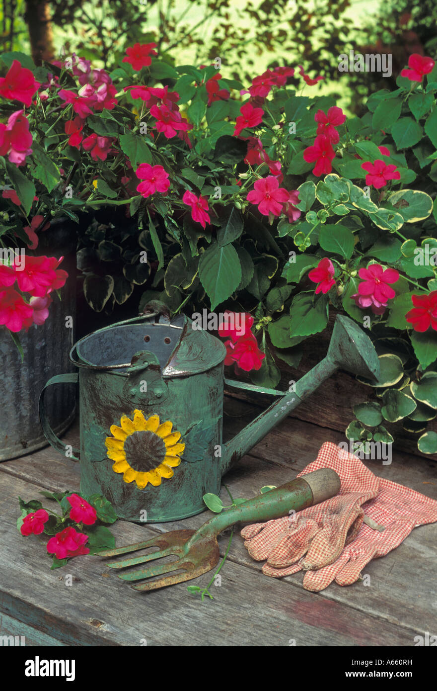 Gardening Scene of Watering Can Gloves Garden Fork and Fuchsia Impatiens Southern Indiana Stock Photo