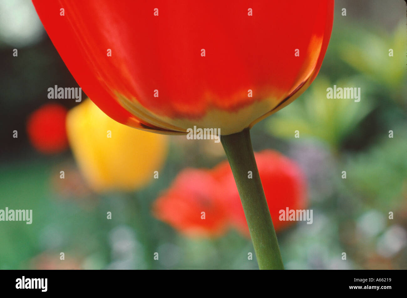 Close up of base of red tulip flower Stock Photo - Alamy