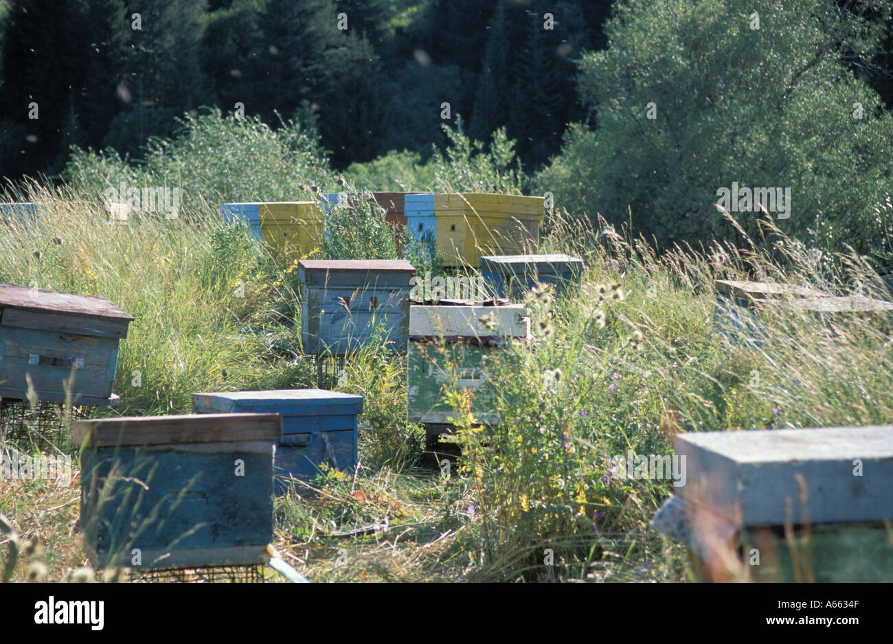 The bee hives of an itinerant bee keeper Stock Photo