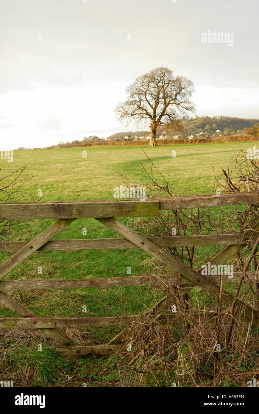 Tree and Gate Stock Photo