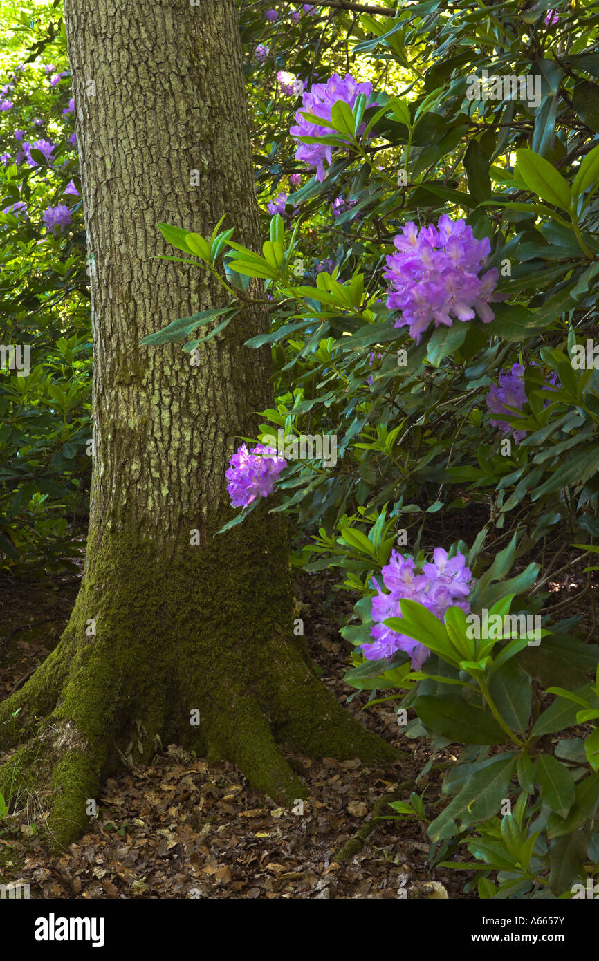 Rhododendrons growing wild in the New Forest, Hampshire Stock Photo