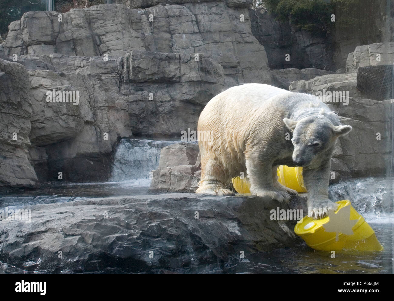 Polar bear in Central Park Zoo New York City NY USA Stock Photo - Alamy