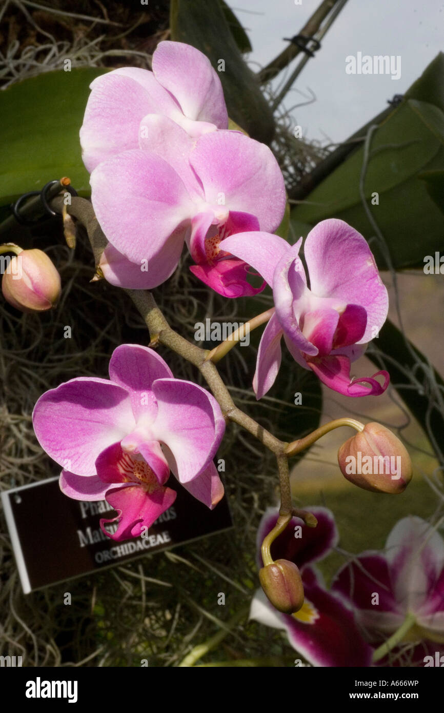 Moth Orchid Phalaenopsis Matsui hybrids. New York Botanical Gardens Orchid show, NYC USA Stock Photo