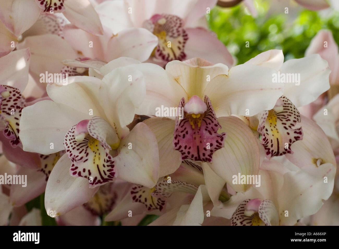 Cymbidium Via Nogales 'Louise'. Asian Corsage orchid. New York Botanical Gardens Bronx New York City NYC NY USA Stock Photo