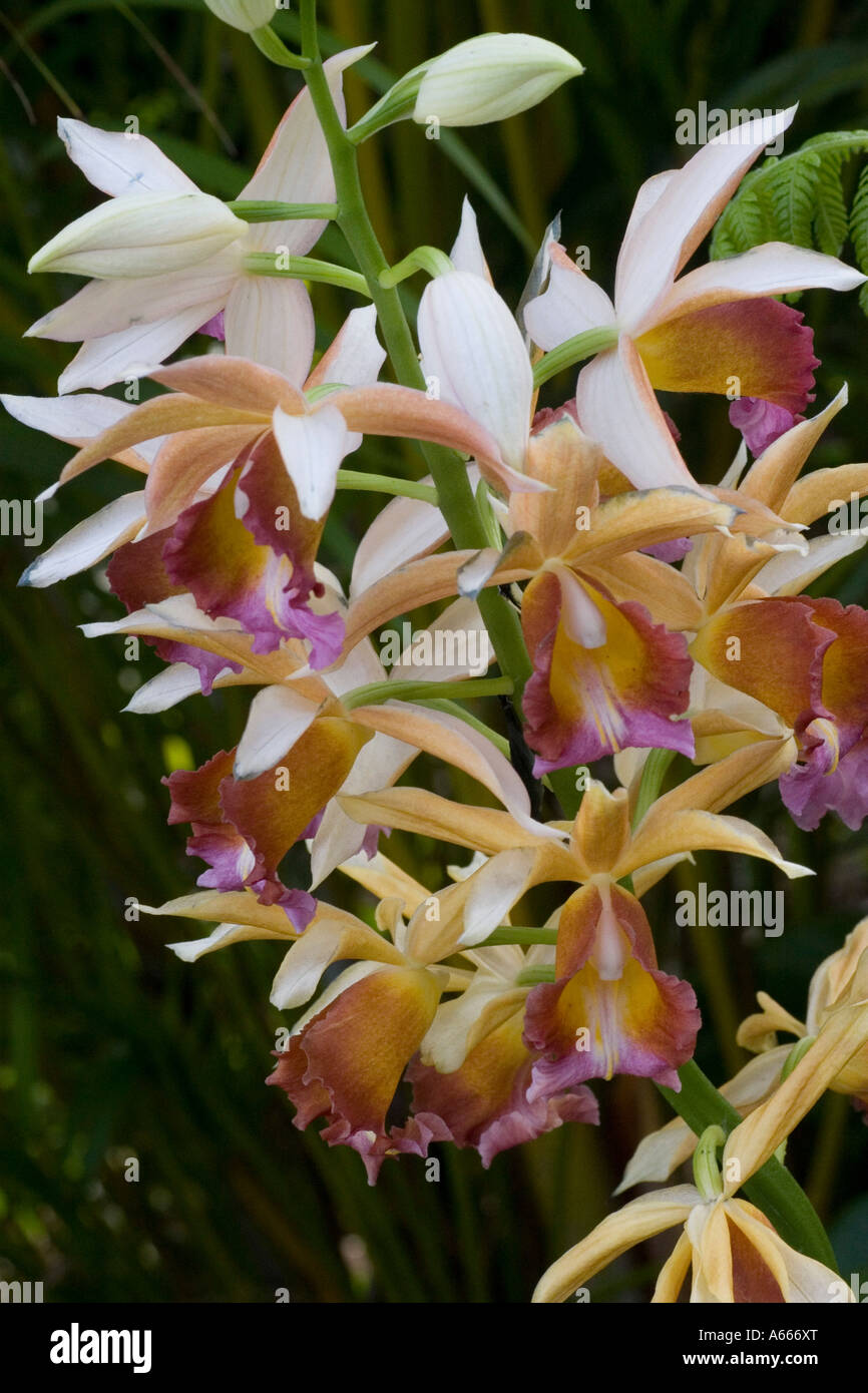 Phaius Dan Rosenberg 'Mellow Yellow'. Nuns Cap orchid. New York Botanical Gardens Bronx New York City NYC NY USA Stock Photo