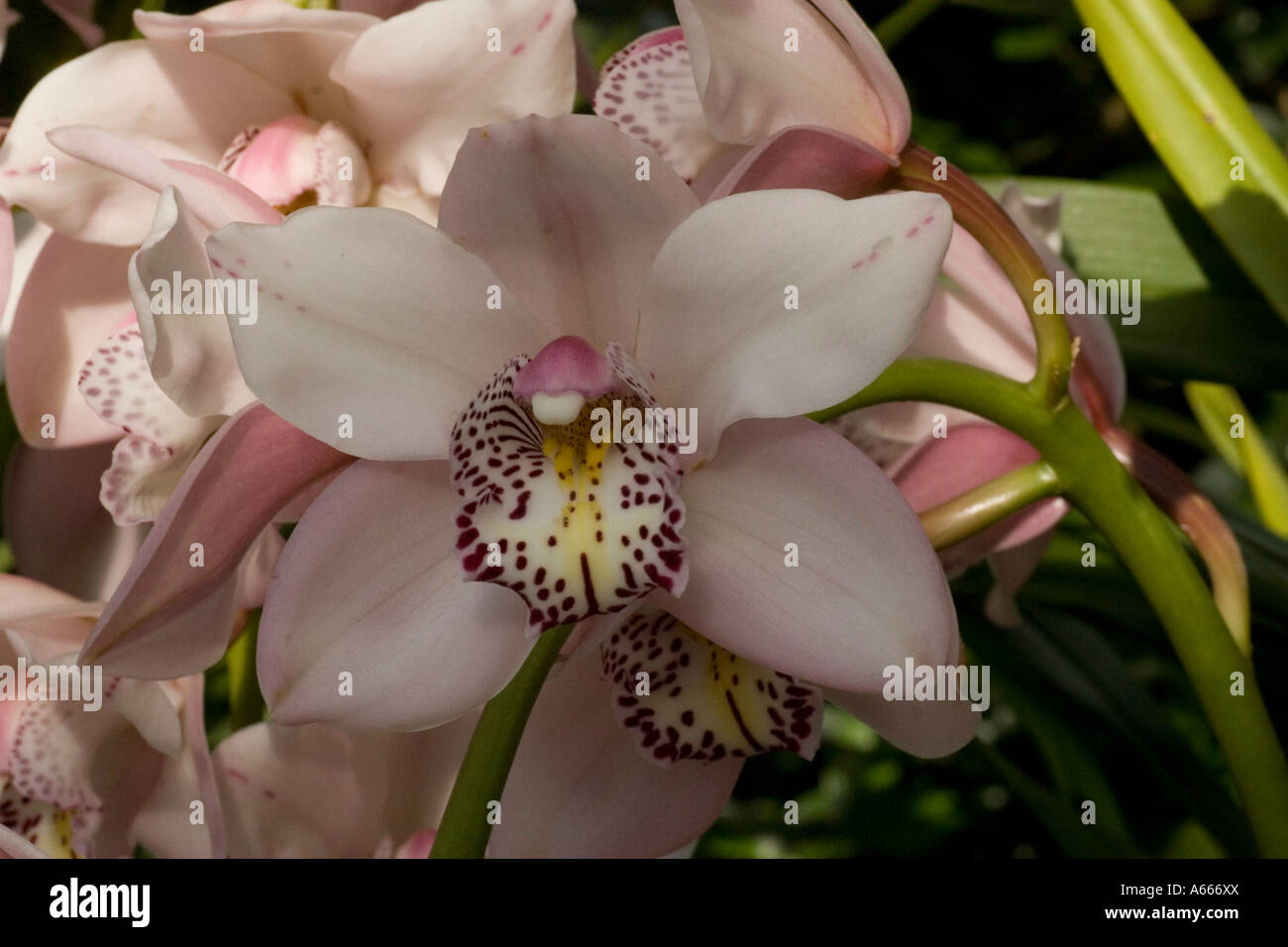 Cymbidium Via Nogales 'Louise'. Asian Corsage orchid. New York Botanical Gardens Bronx New York City NY USA Stock Photo