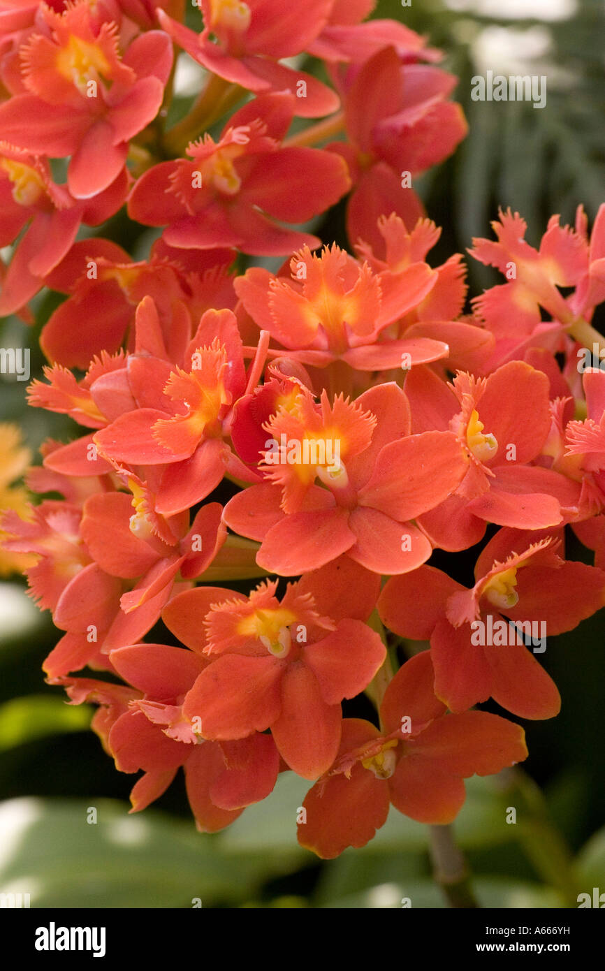 Reed orchid Epidendrum Pacific Flame. New York Botanical Gardens Bronx New York City NY USA Stock Photo