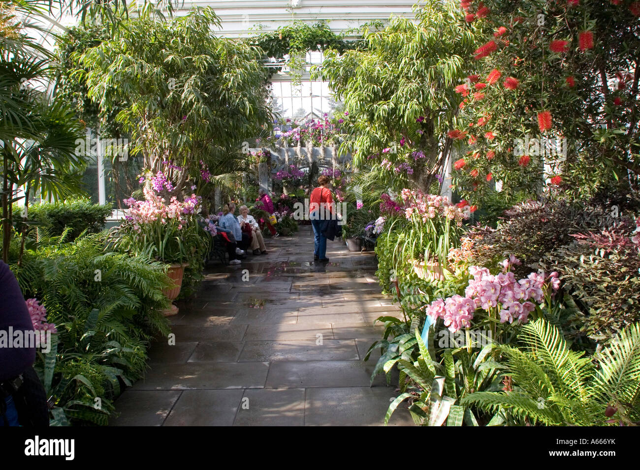 New York Botanical Gardens Orchid show, NYC USA Stock Photo Alamy
