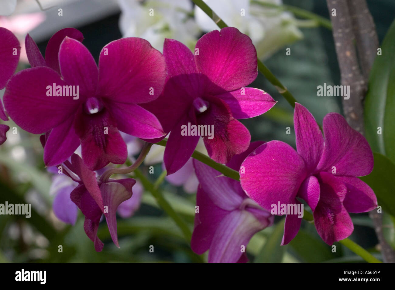 Cane orchid Dendrobium Jaq-arunsri. New York Botanical Gardens Bronx New York City NY USA NYC Stock Photo