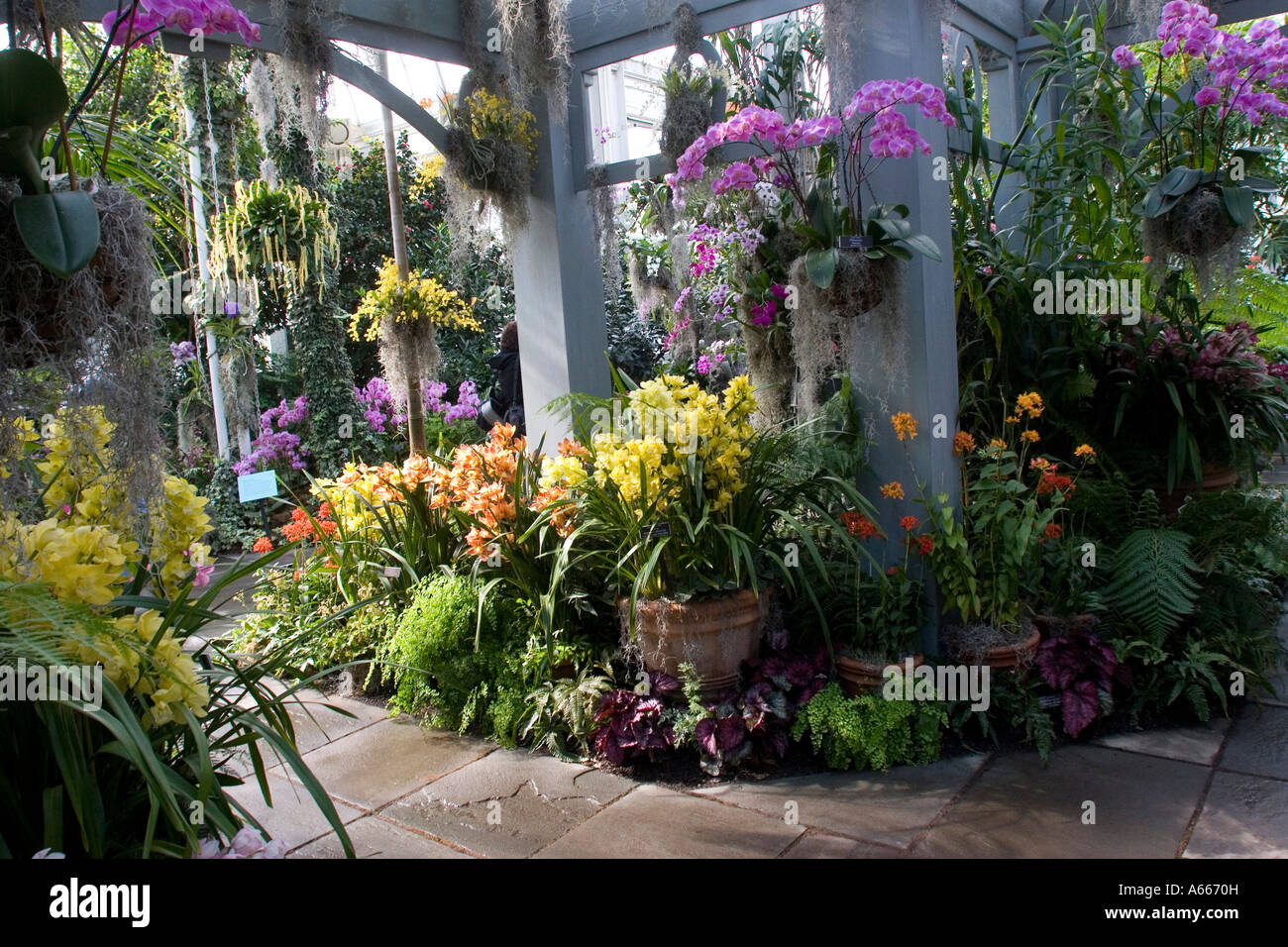 Orchid Show Stock Photos Orchid Show Stock Images Alamy