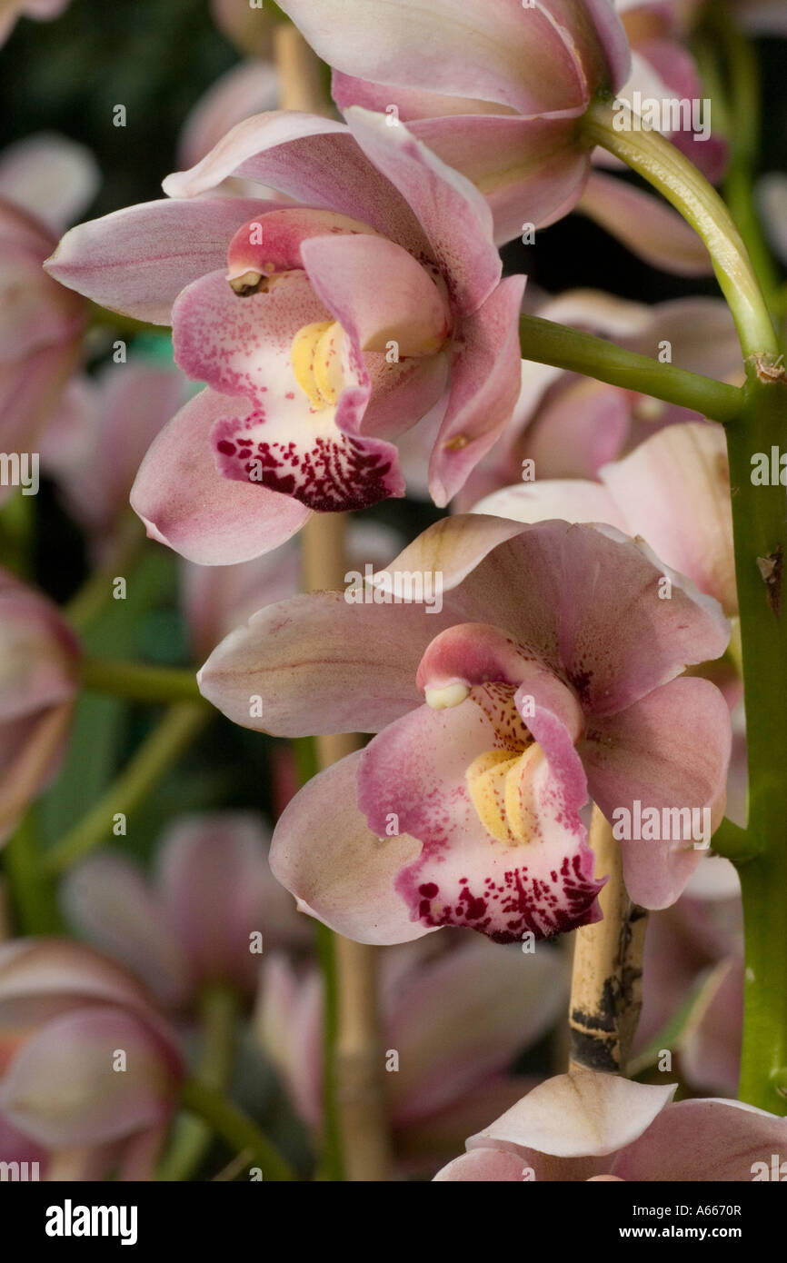Asian Corsage orchid Cymbidium Via Rosita 'Easter Pink' in Enid A Haupt Conservatory at New York Botanical Gardens Bronx New Yor Stock Photo