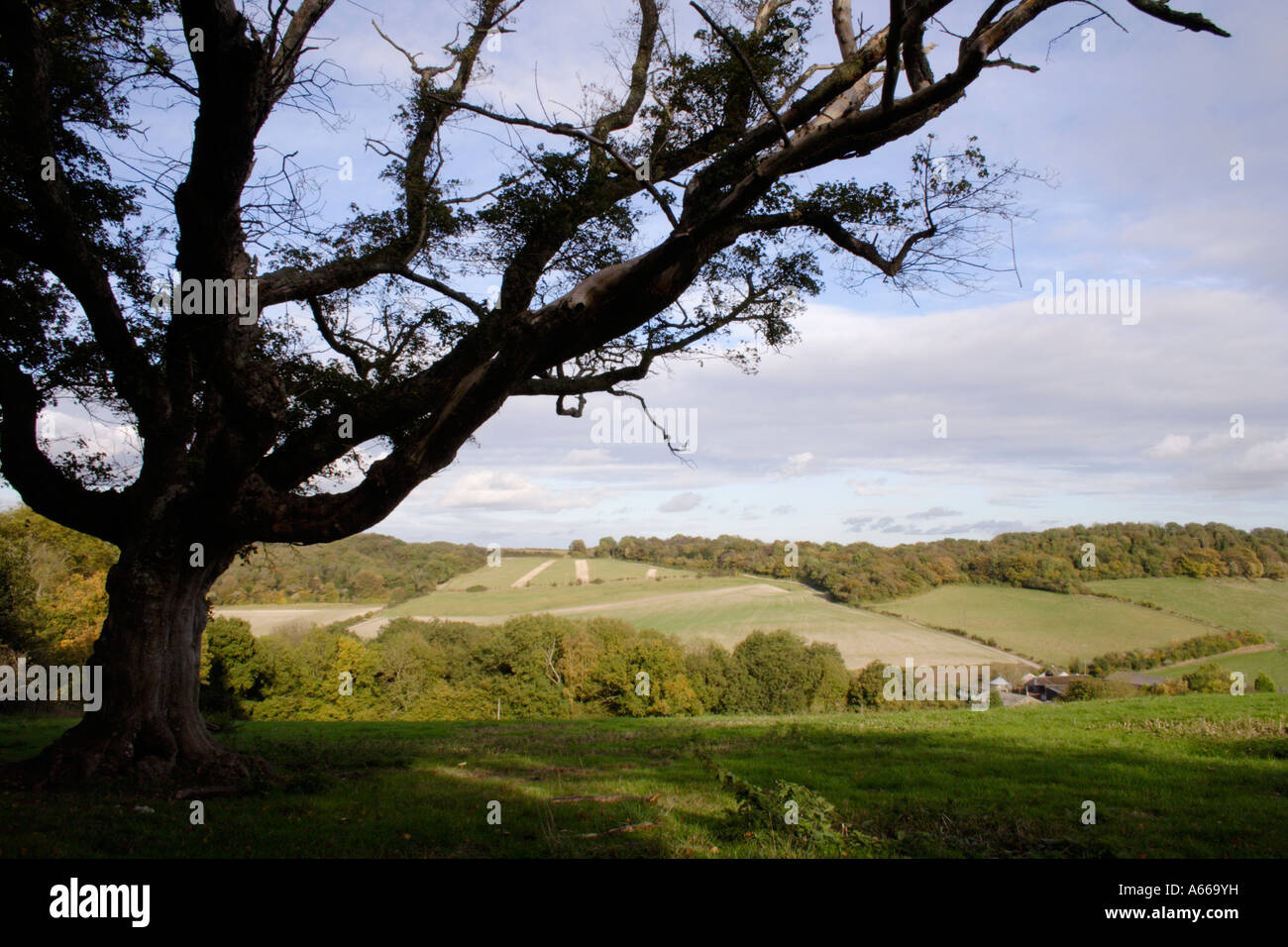 beautiful silhouette of a tree overlooking glorious landscape in rural