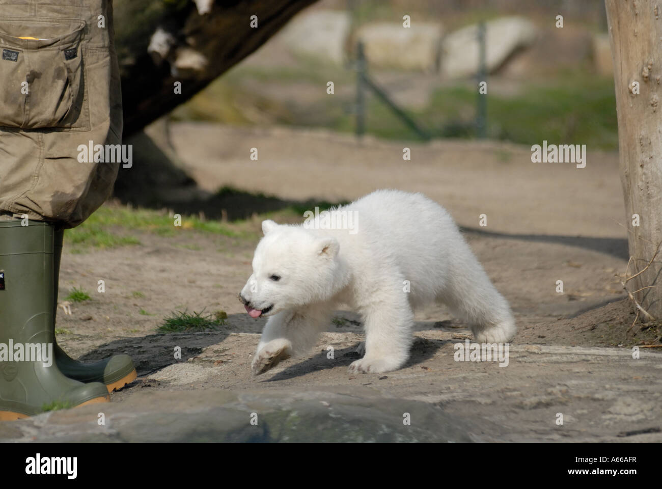 Knut the polar bear cub in Berlin Zoo Stock Photo - Alamy