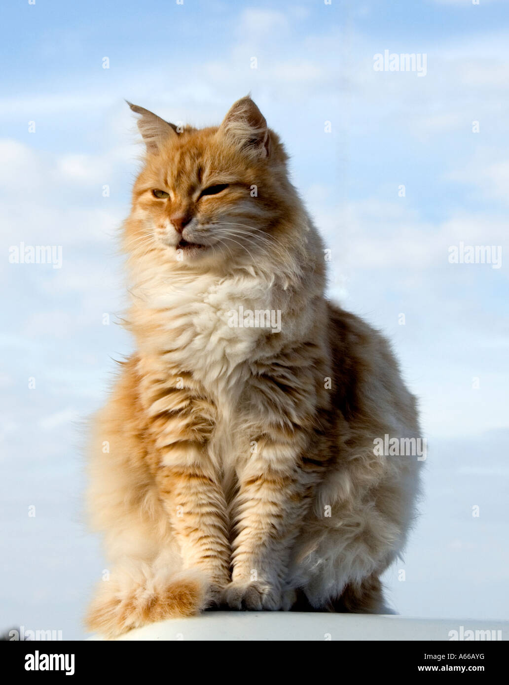 A big strong bossy cat Stock Photo Alamy