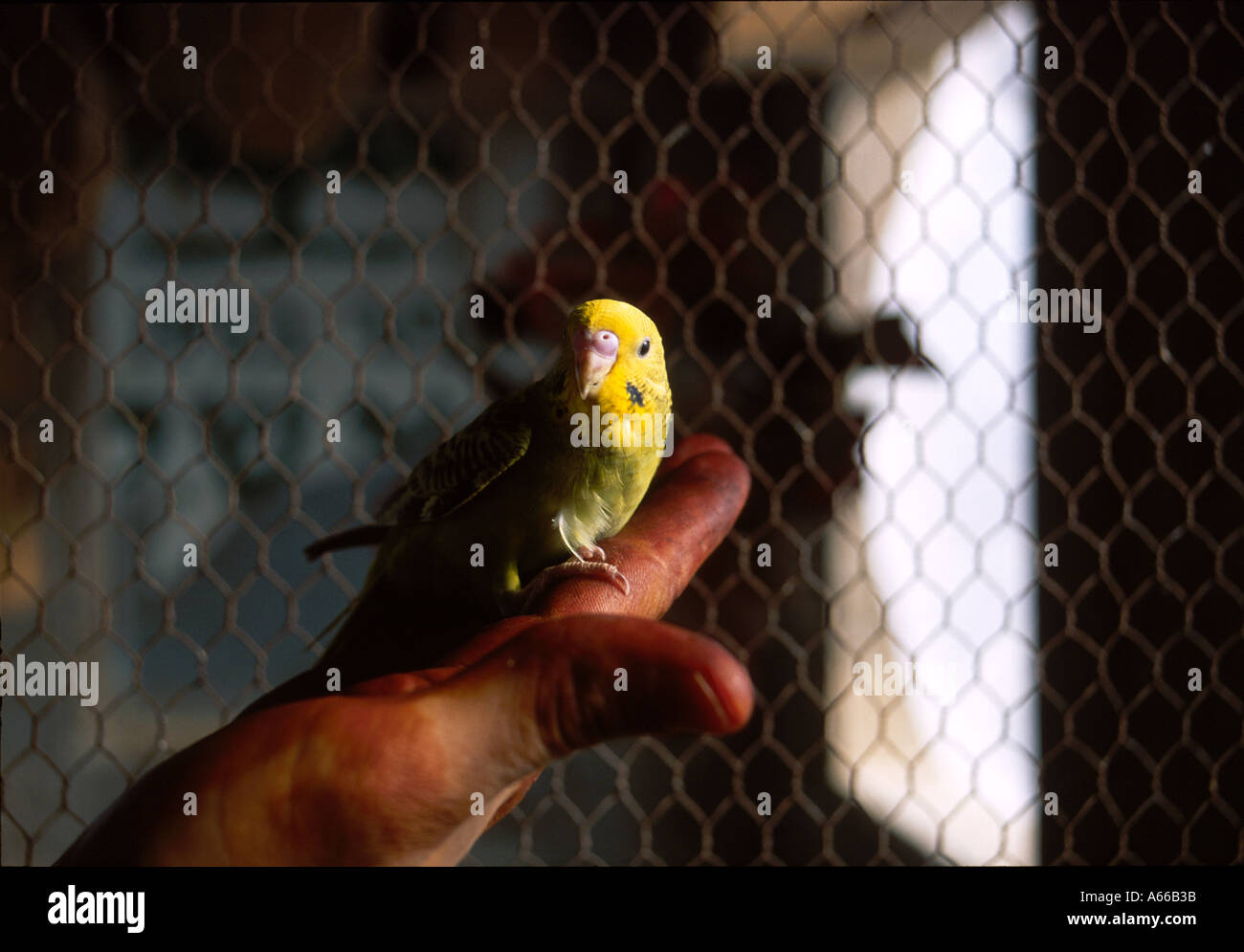Budgie in a cage Stock Photo Alamy