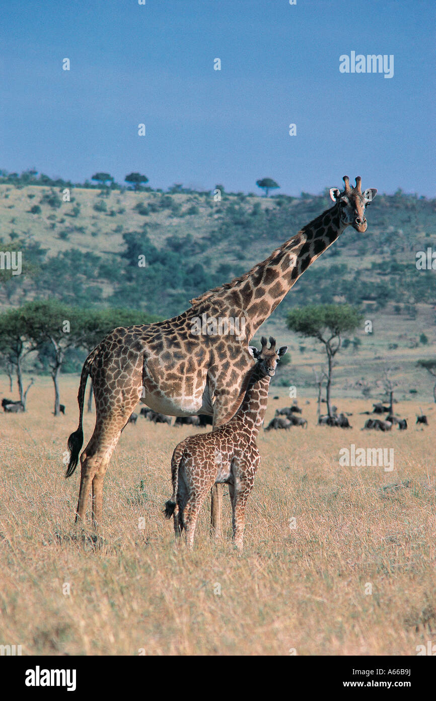 Female Masai Giraffe And Her Baby Masai Mara National Reserve Kenya 