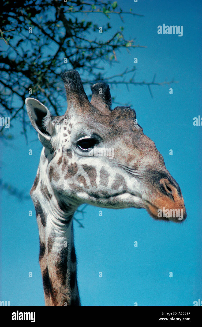 Close up portrait of Masai Giraffe Brachystegia tree behind Masai Mara National Reserve Kenya Stock Photo