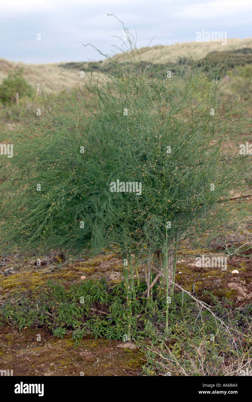 Wild asparagus asparagus officinalis hires stock photography and