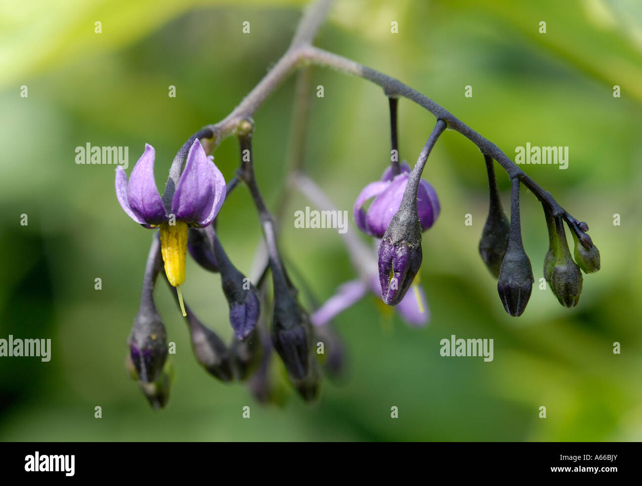 Flowers of Bittersweet or Woody Nightshade Solanum dulcamara Stock Photo