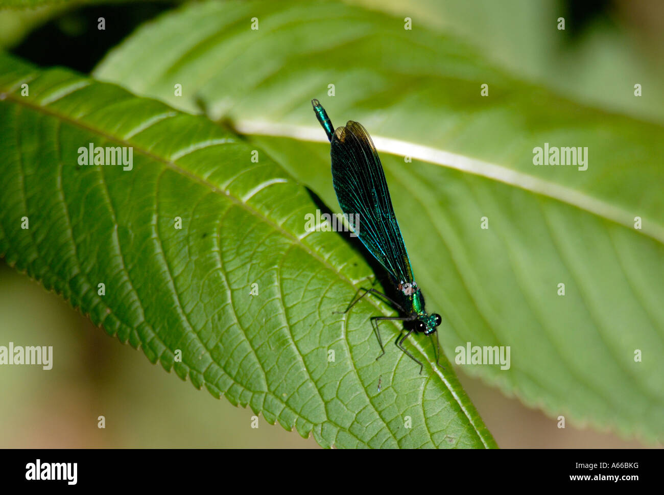 A metallic green damselfly probably a female Banded Demoiselle Calopteryx splendens rests on a stream side Stock Photo