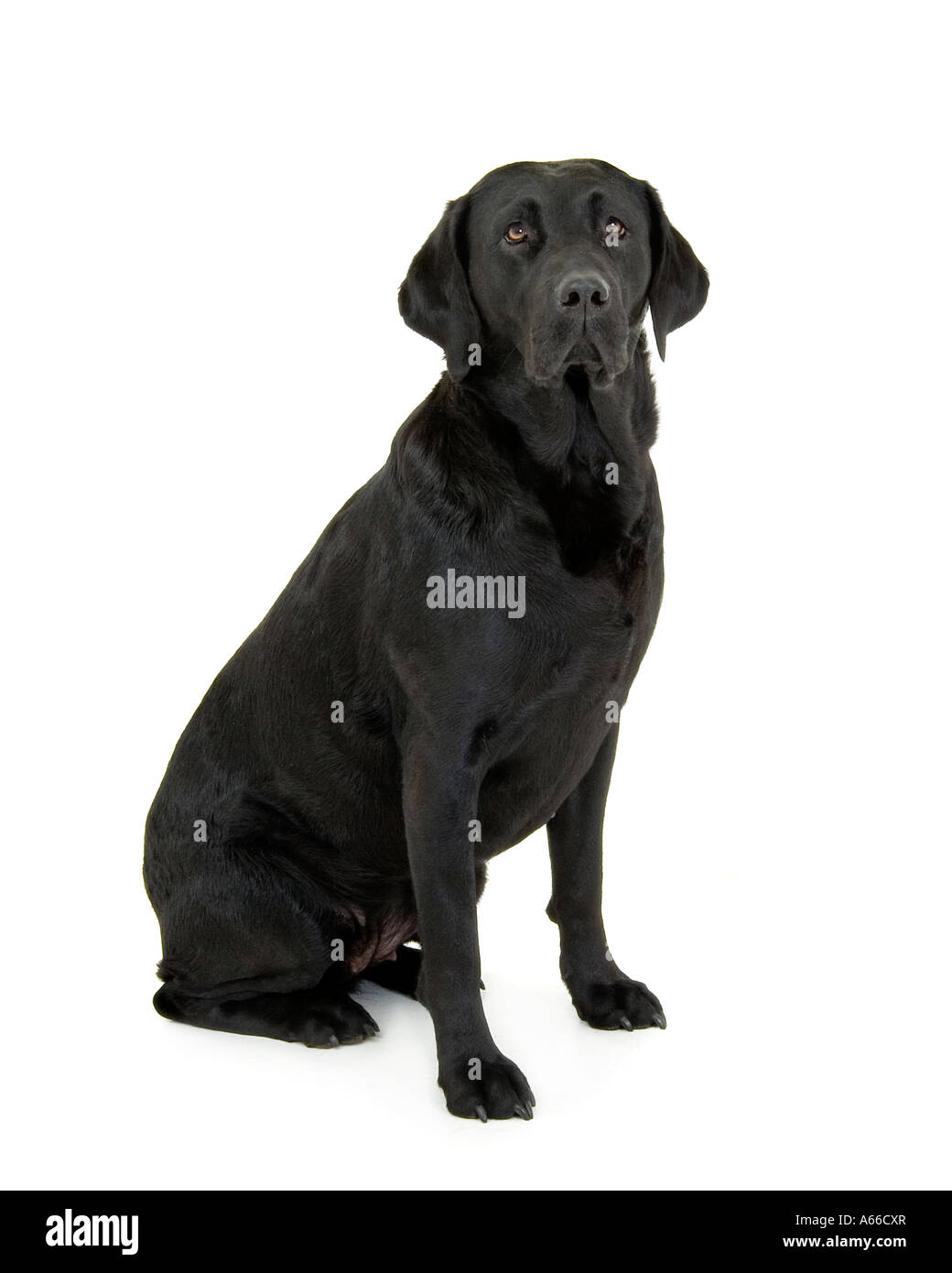 black Labrador dog Stock Photo Alamy